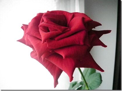 Roos 006